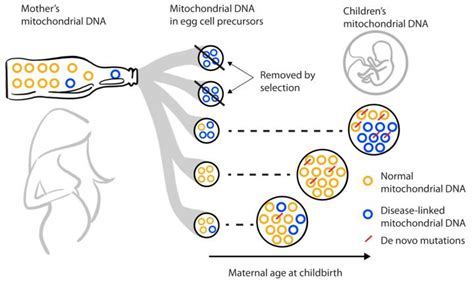 Mitochondrial Dna Bottleneck [image] Eurekalert Science News Releases