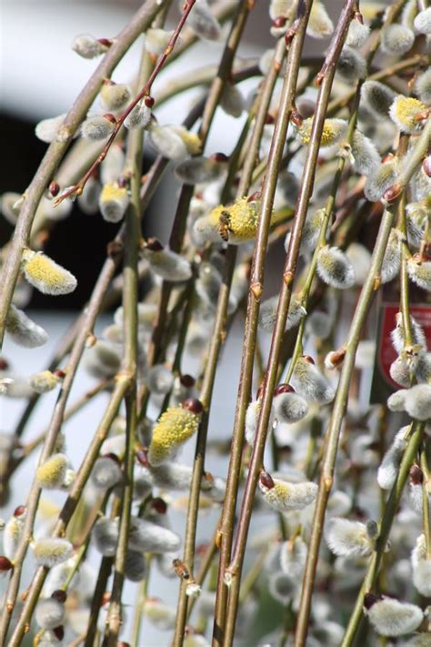 Willow Weeping Pussy Wilson S Garden Center