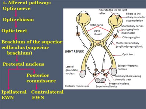 Ciliospinal Reflex