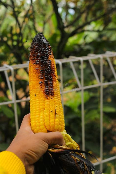 Hand Holding Roasted Sweet Corn Or Jagung Bakar Manis That Slightly