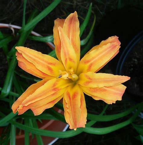 Double Orange Daylily