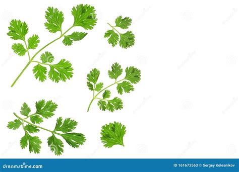 Cilantro Or Coriander Leaves Isolated On White Background With Copy