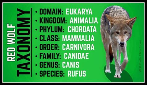 Have You Ever Wondered What The Full Taxonomic Nomenclature Of A Red