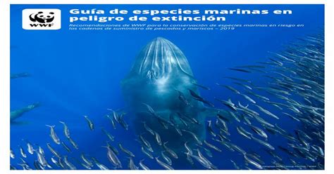 Guía De Especies Marinas En Peligro De Extinción Guía De Especies