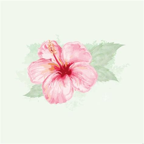 Hibiscus Flower Watercolor