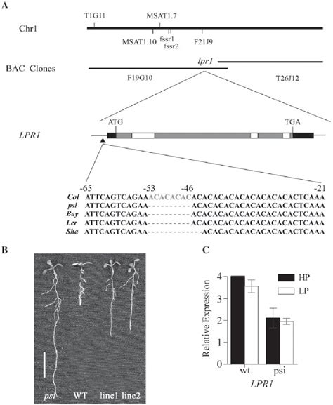 Figure 4 From The Function Of LPR1 Is Controlled By An Element In The