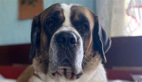 17 Things You Ll Only Understand If You Have A St Bernard Pet Reader