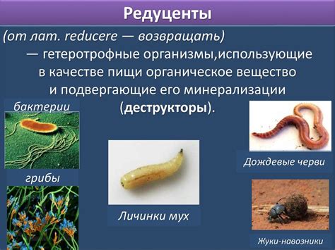 Основные понятия биологии кратко