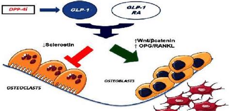 Effects Of Glucagon Like Peptide 1 Glp 1 And Glp 1 Receptor Agonists Download Scientific