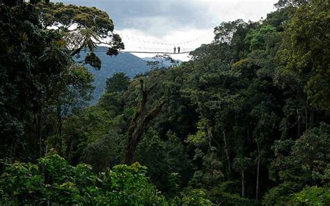 Day Chimpanzee Trekking In Nyungwe National Park Rwanda