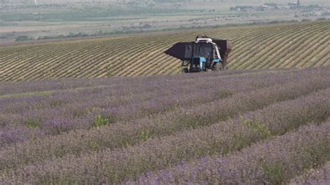 Lavender Harvesting Techniques, Stock Footage | VideoHive