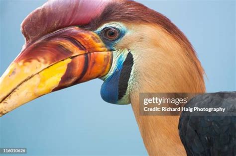 52 Knobbed Hornbill Stock Photos High Res Pictures And Images Getty