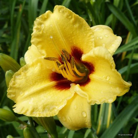 Hemerocallis Siloam June Bug Liliowiec Sadzawka Pl