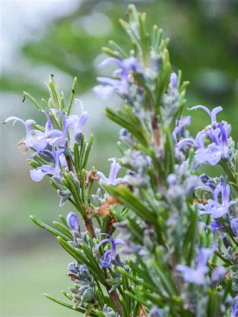 How To Use Rosemary Flowers Backyard Garden Lover