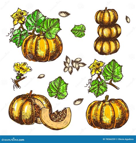 Vector Hand Drawn Set Sketch Pumpkin Leaves Flowers And Seeds Stock