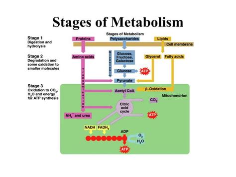 Ppt Stages Of Metabolism Powerpoint Presentation Free Download Id