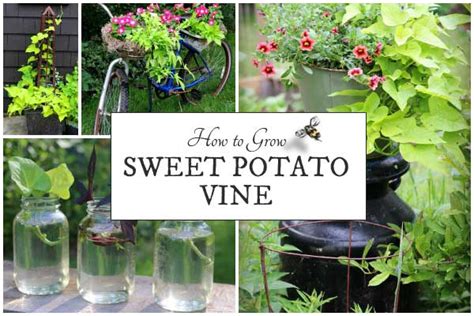Grow Sweet Potato Vine Quick Easy Plants Empress Of Dirt