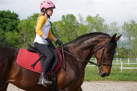 Maine horse people raise $3,000 for retired Standardbreds – First ...