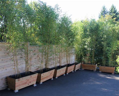 Useful Tips For Growing Bamboo Plants In Pots