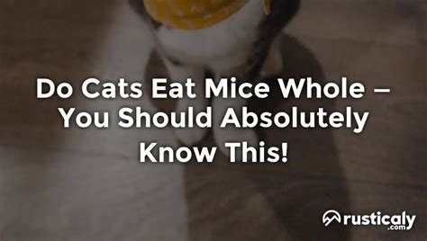 Do Cats Eat Mice Whole • Everyone Should Know This