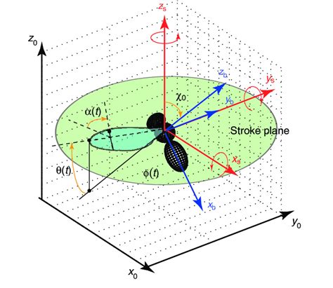 fruit fly model   morphological data  presented