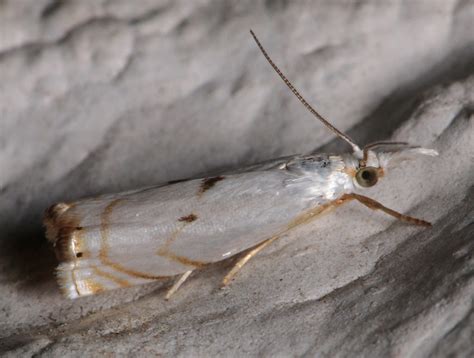 Maryland Biodiversity Project Gold Stripe Grass Veneer Moth