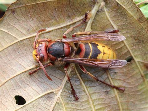 27 Common Wasps In North Carolina With Pictures