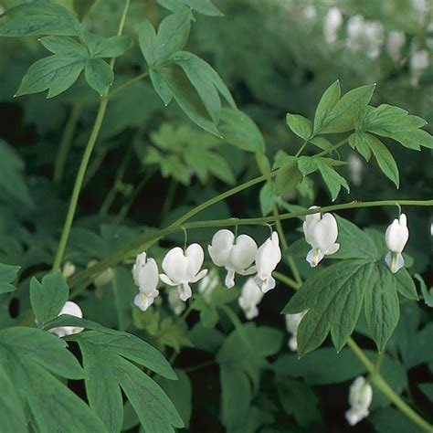 White Old Fashioned Bleeding Heart Lyre Flower Alba Dicentra