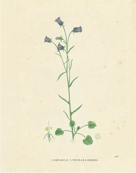 Campanule A Feuilles Rondes Campanula Rotundifolia Harebell The