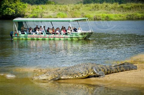 Salt water croc tour, Daintree River, Australia | Australia travel ...