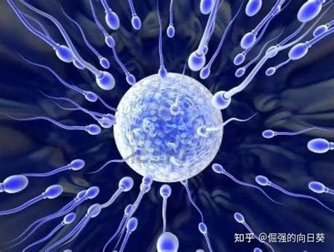 影响试管成功率最关键的因素之二：精子情况 知乎