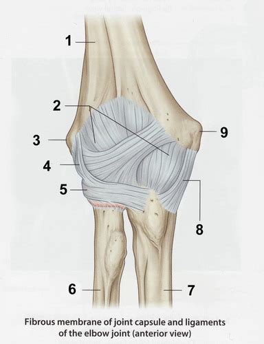 Elbow Joint Diagram Diagram Quizlet