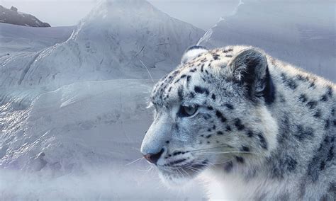 White Snow Leopard