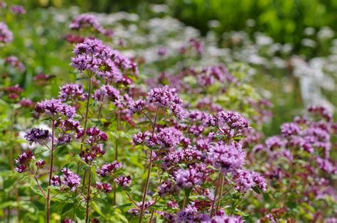 Aromatic plants and condiments | BULB