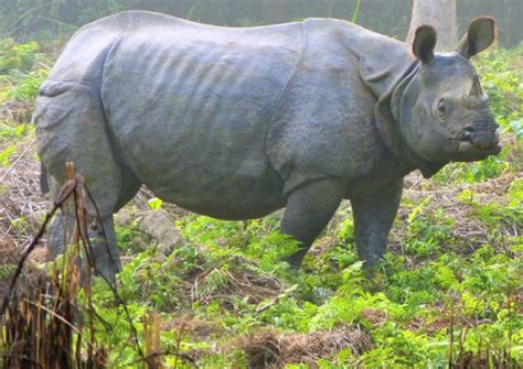 Hiking And Rhinos In Nepal Green Adventures