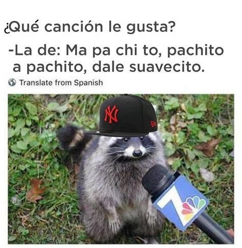 18 Memes de mapaches que harán mucho mejor tu día PeriodicoAcceso