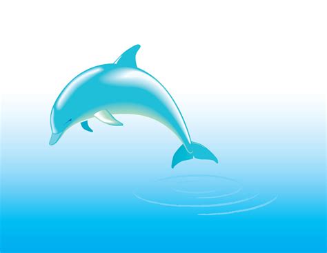 Free Dolphin Vector Vector Art & Graphics | freevector.com