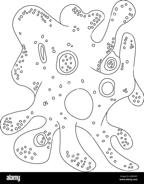 Amoeba Proteus Vector Illustration Of A Microorganism Black And White Contour Illustration