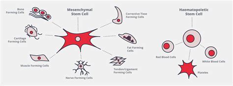 Stem cells from umbilical cord tissue | Cellaviva