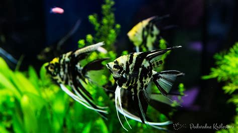 Skalar Aglowiec Pterophyllum Scalare Podwodnekrolestwo Pl