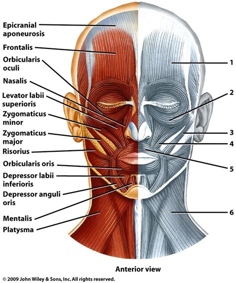 Muscles Of Anterior Head Superficial View Diagram Quizlet