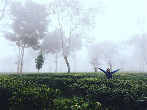 5 Kebun Teh Di Indonesia Dengan Pemandangan Keren Nggak Kalah Dari