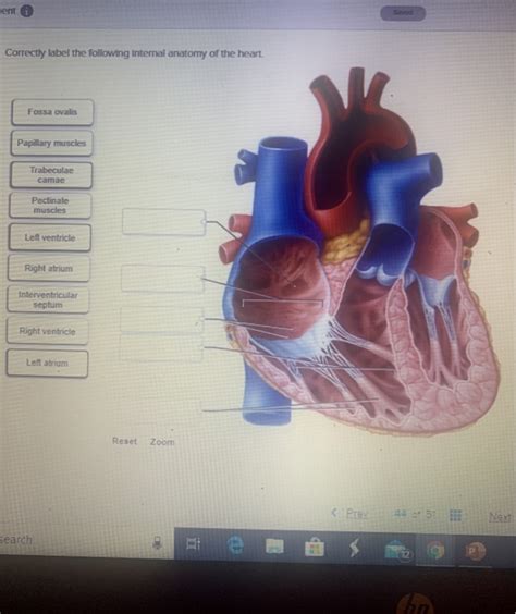 Solved Ment Correctly Label The Following Internal Anatomy