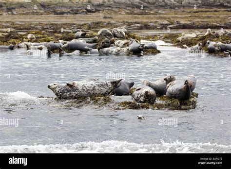 Grey Seals of the Farne Islands Stock Photo - Alamy