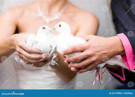 Pombos Brancos Wedding Foto De Stock Imagem De Pombo 23170986