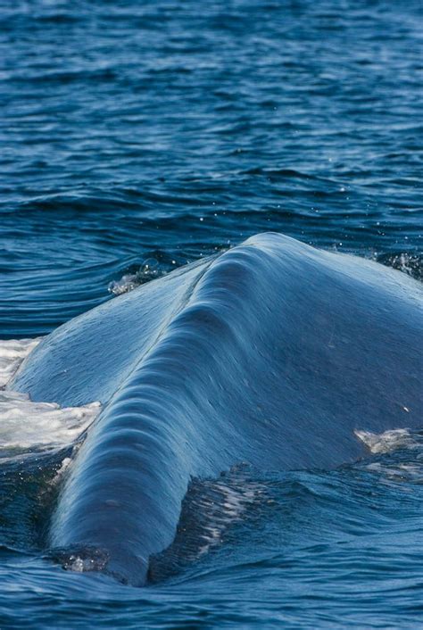 Aerial Photograph Of Blue Whale Spouting Balaenoptera Musculus Redondo Beach California Artofit