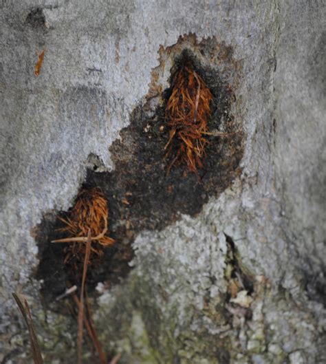 Beech Tree Borer Identification Walter Reeves The Georgia Gardener