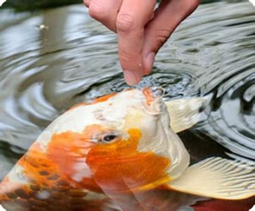 Pakan Ikan Koi Jual Ikan Koi Kualitas Juara Harga Ikan Koi Paling Murah