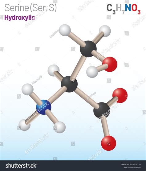 Serine Ser S Amino Acid Molecule Stock Vector Royalty Free 2136920239 Shutterstock