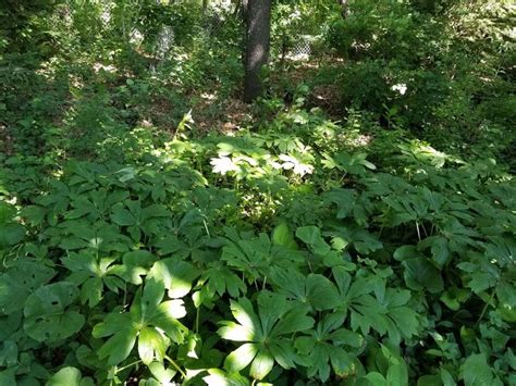 Podophyllum | Plants, Project photo, Herbs